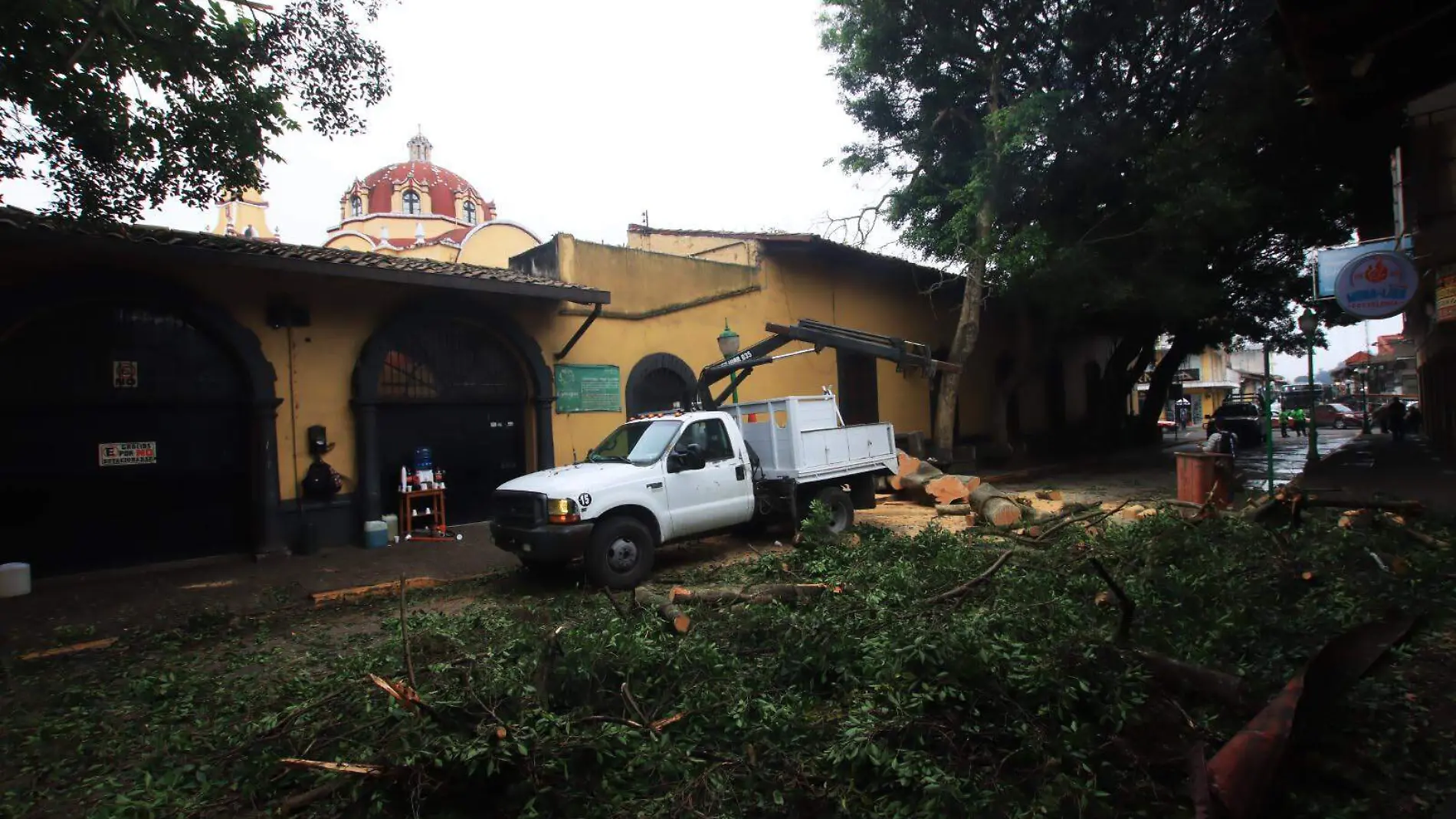 árbol caido en Coatepec (1)